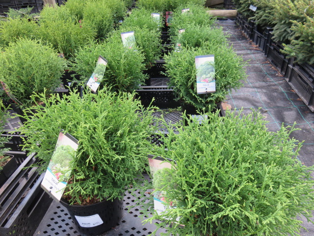 Thuja occid. 'Tiny Tim' PALLOTUIJA IV
