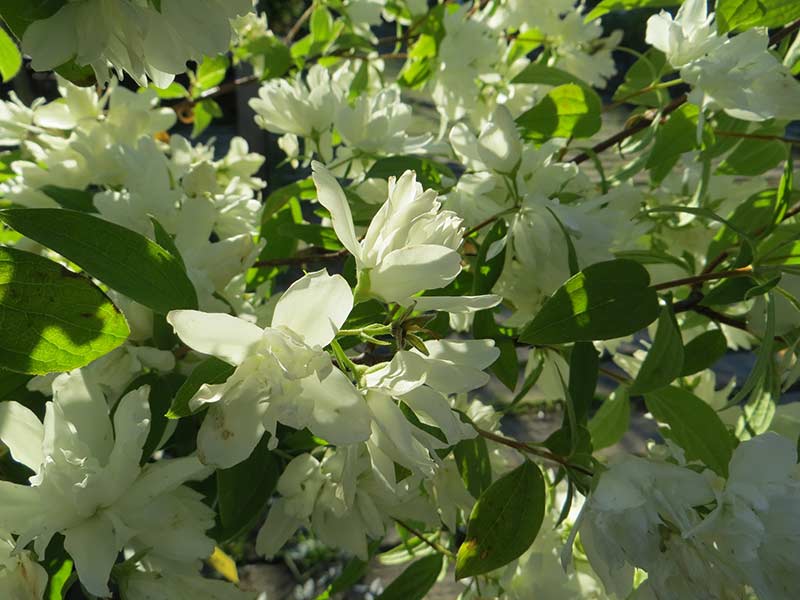 Philadelphus 'Snowbelle' PIKKUJASMIKE IV