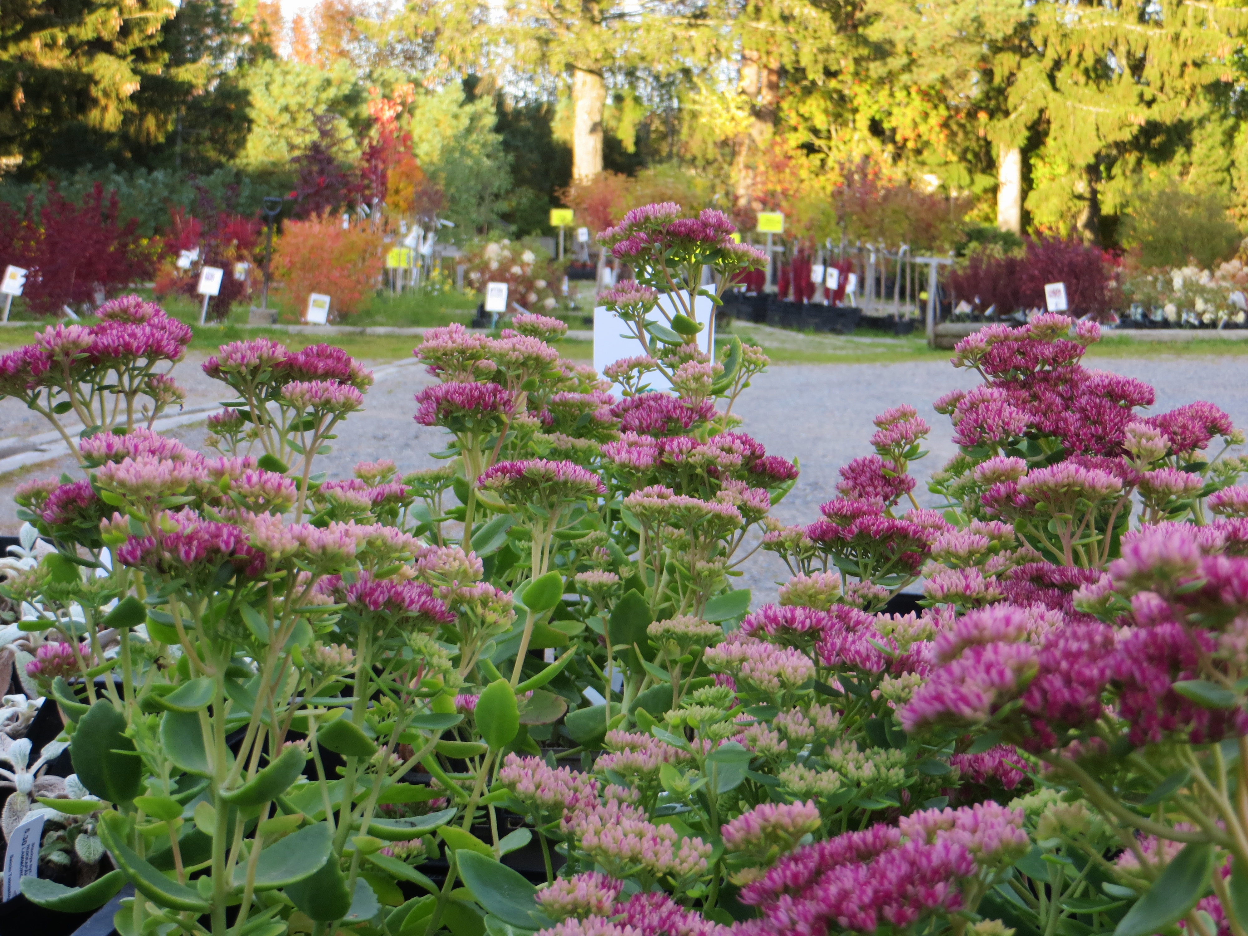 Sedum 'Herbstfreude' HÖSTSEDUM (KÄRLEKSÖRT) Rödaktig 