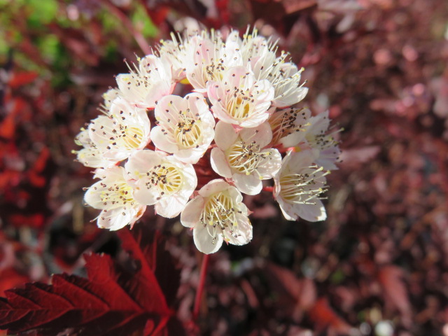 Physocarpus opul. 'Diabolo' PURPPURAHEISIANGERVO IV