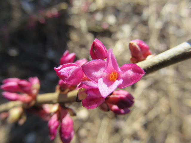 Daphne mezereum NÄSIÄ VII
