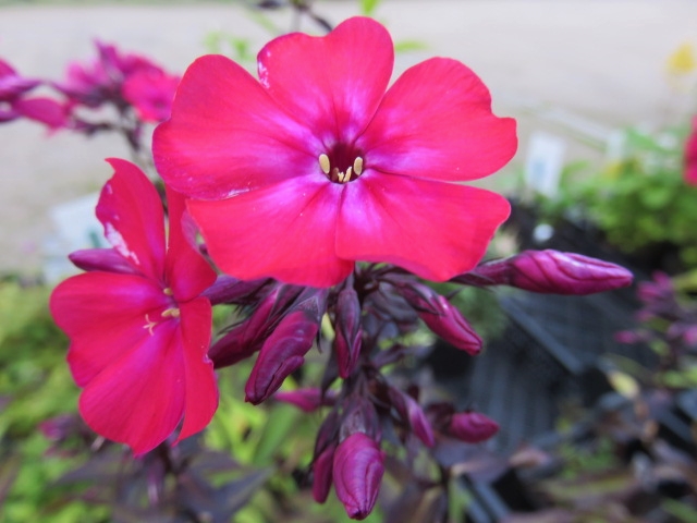 Phlox pan. 'Starfire' SYYSLEIMU Punainen