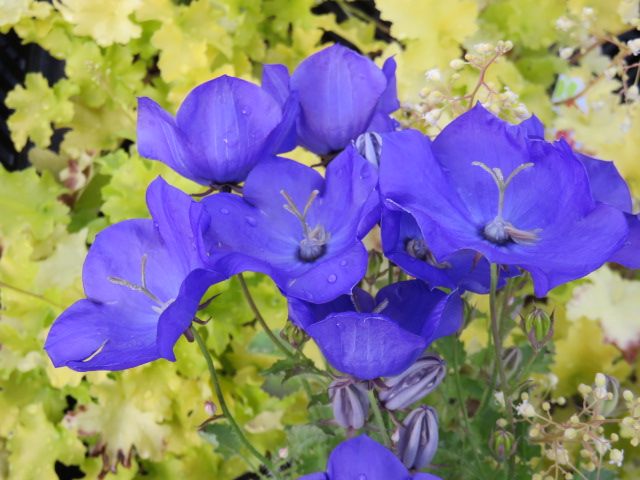 Campanula car. 'Blaue Clips' KARPAATTIENKELLO Sininen 