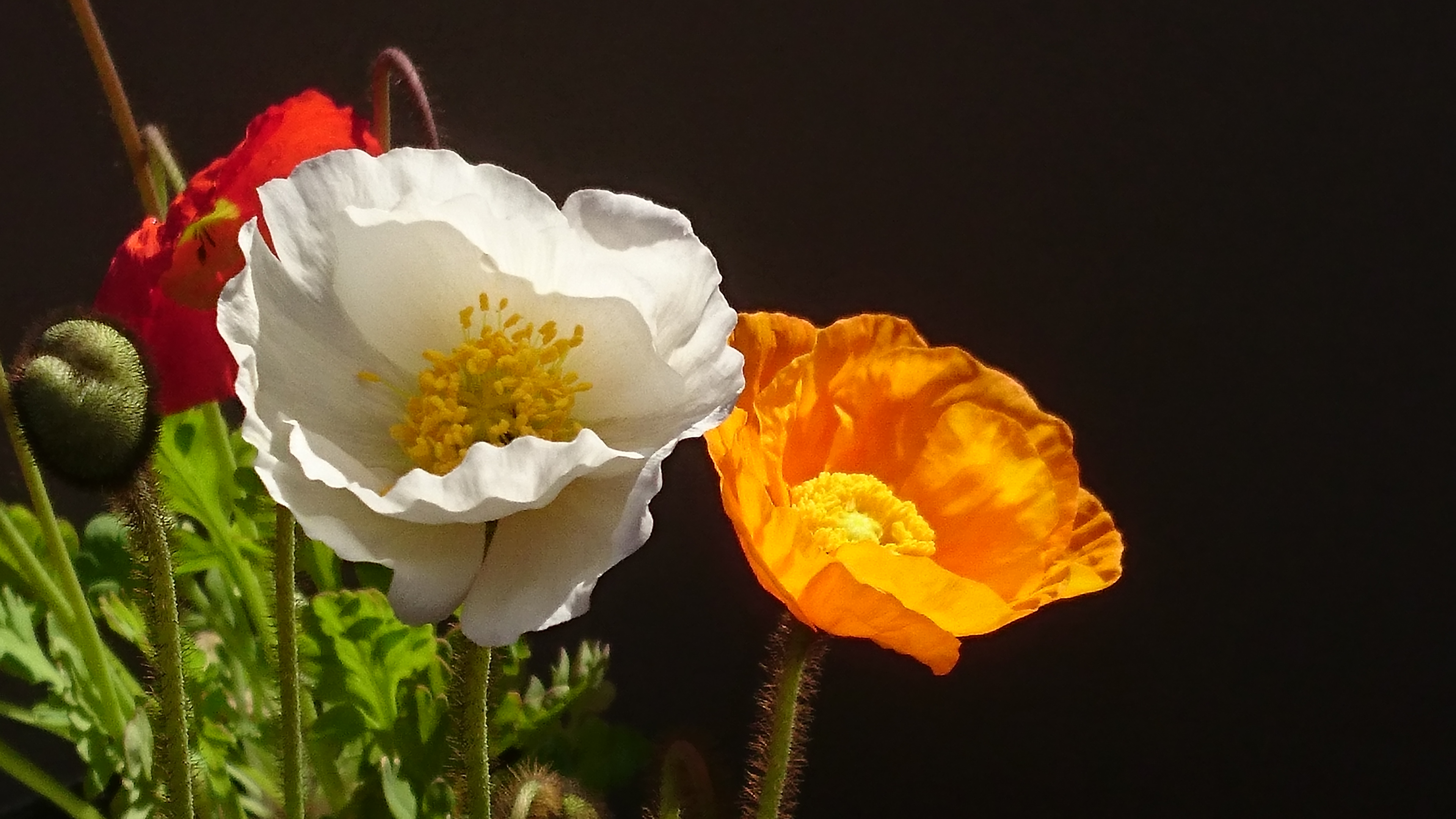 Papaver nudicaule 'Gartenzwerg' SIBIRISK VALLMO Bland. färger 