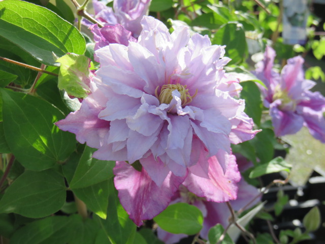 Clematis 'Piilu' PRAKTKLEMATIS Rosa/lila 