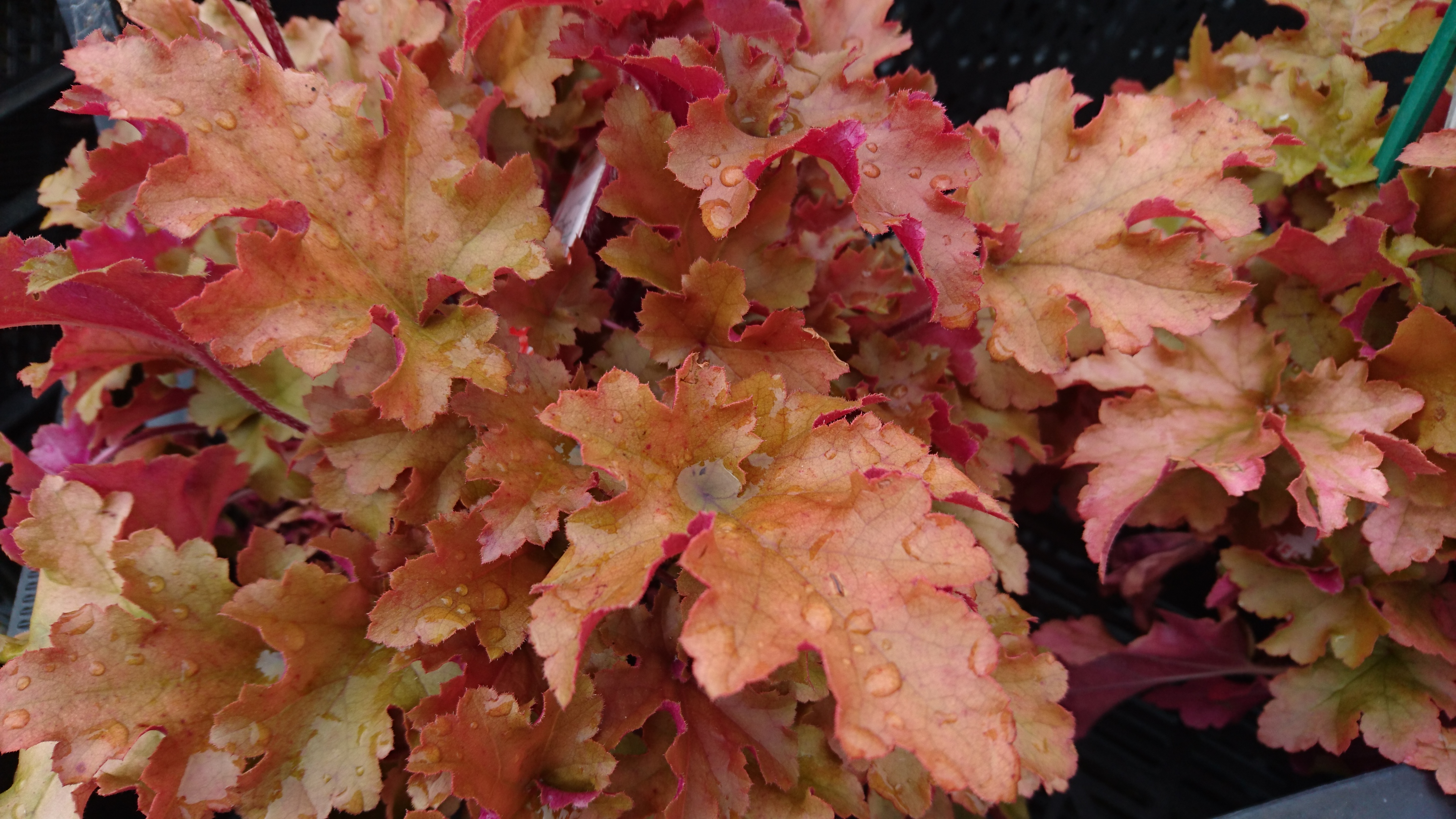 Heuchera 'Marmalade' HYBRIDALUNROT Ljusbrun