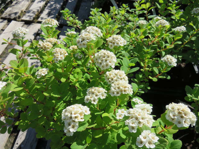 Spiraea betulifolia KOIVUANGERVO VII