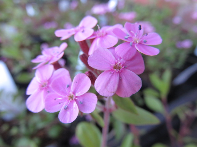 Saponaria ocymoides KIVIKKOSUOPAYRTTI Vaaleanpunainen