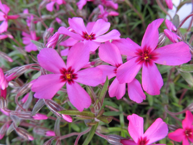 Phlox sub. 'Atropurpurea' SAMMALLEIMU Ruusunpunainen