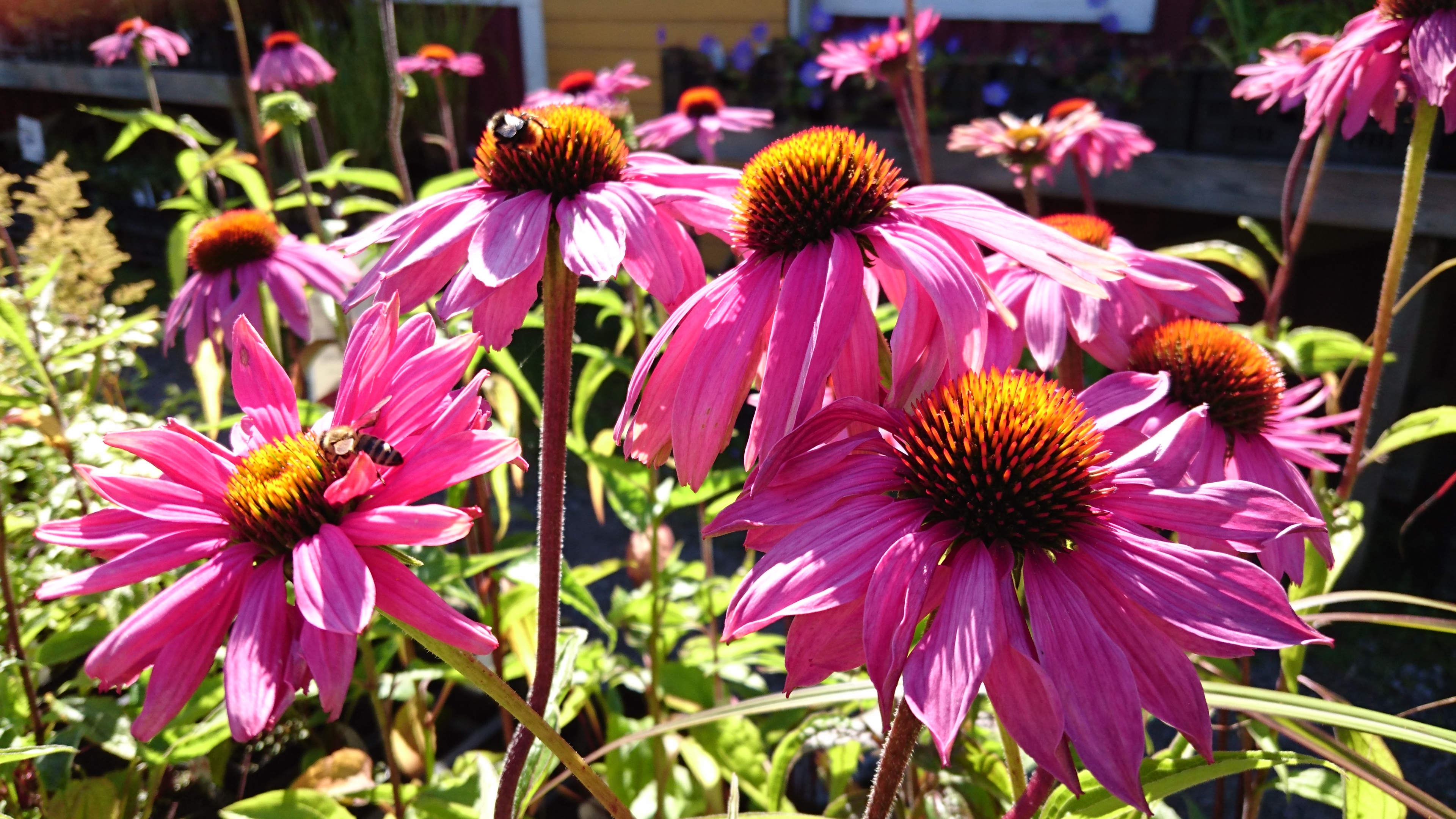 Echinacea purp. 'Magnus' KAUNOPUNAHATTU Purp.punainen