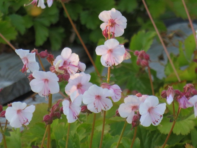 Geranium cantabrig. 'Biokovo' PEITTOKURJENPOLVI Hennon vaal.pun.