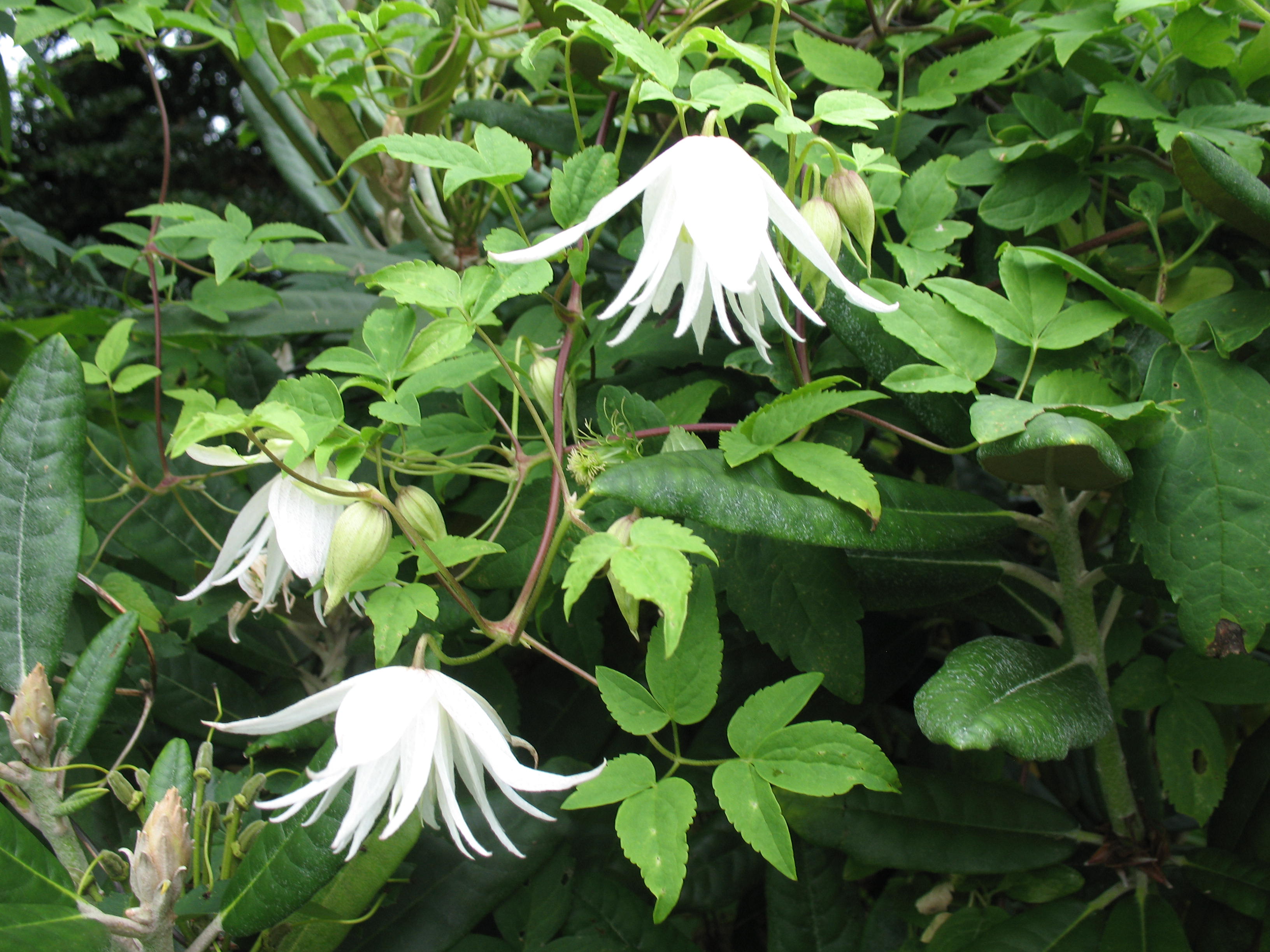 Clematis 'Albina Plena' TARHA-ALPPIKÄRHÖ Valkoinen