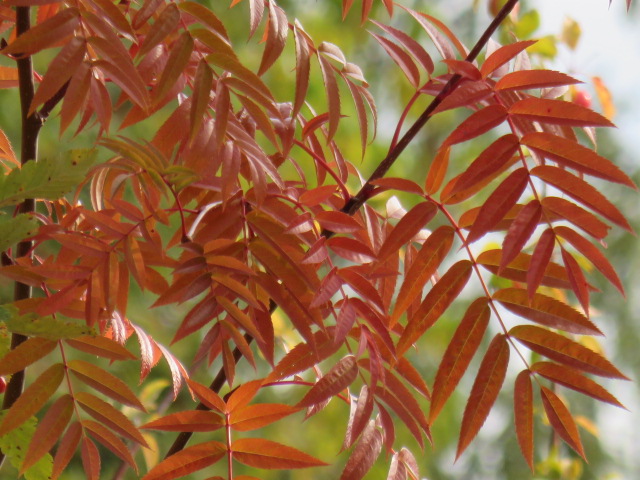 Sorbus 'Dodong' ULLUNGRÖNN IV