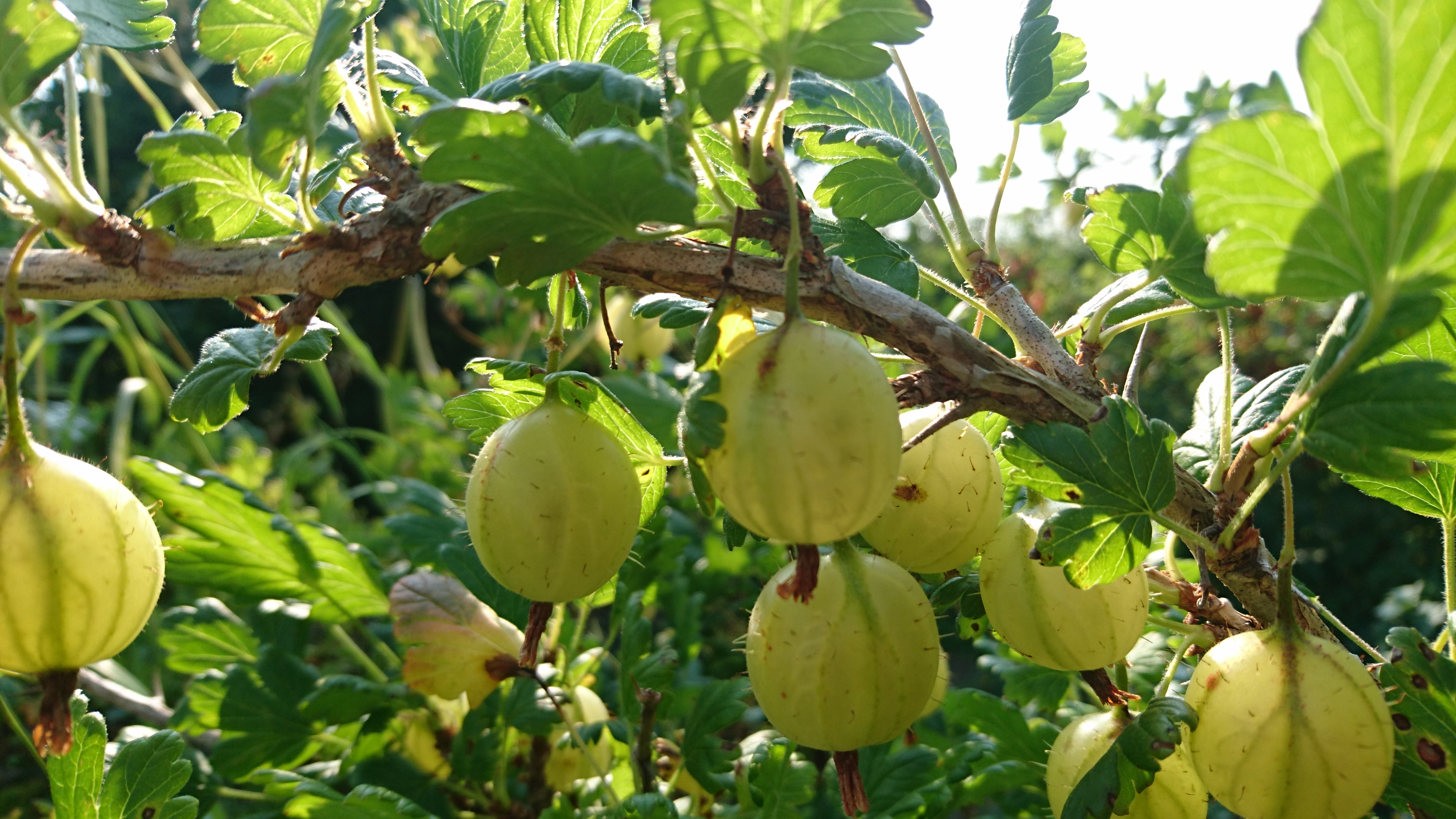 Ribes 'Hinnonmäen keltainen' KELTAINEN KARVIAINEN V