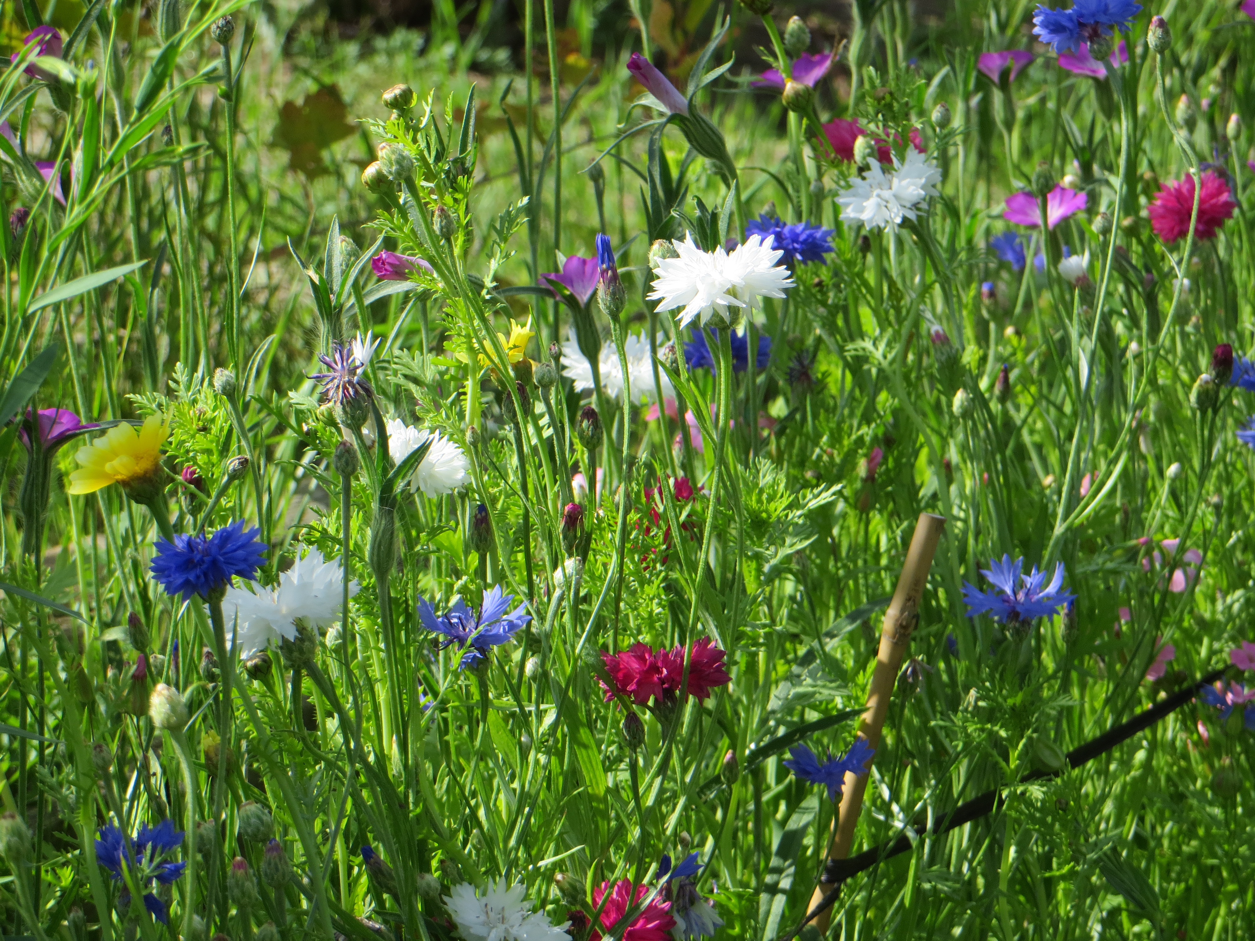 Nelson Garden ÄNGSBLOMMOR Frön 30 g