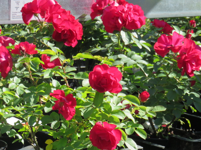 Rosa 'Hansaland' PUISTORUUSU Kirkkaanpunainen