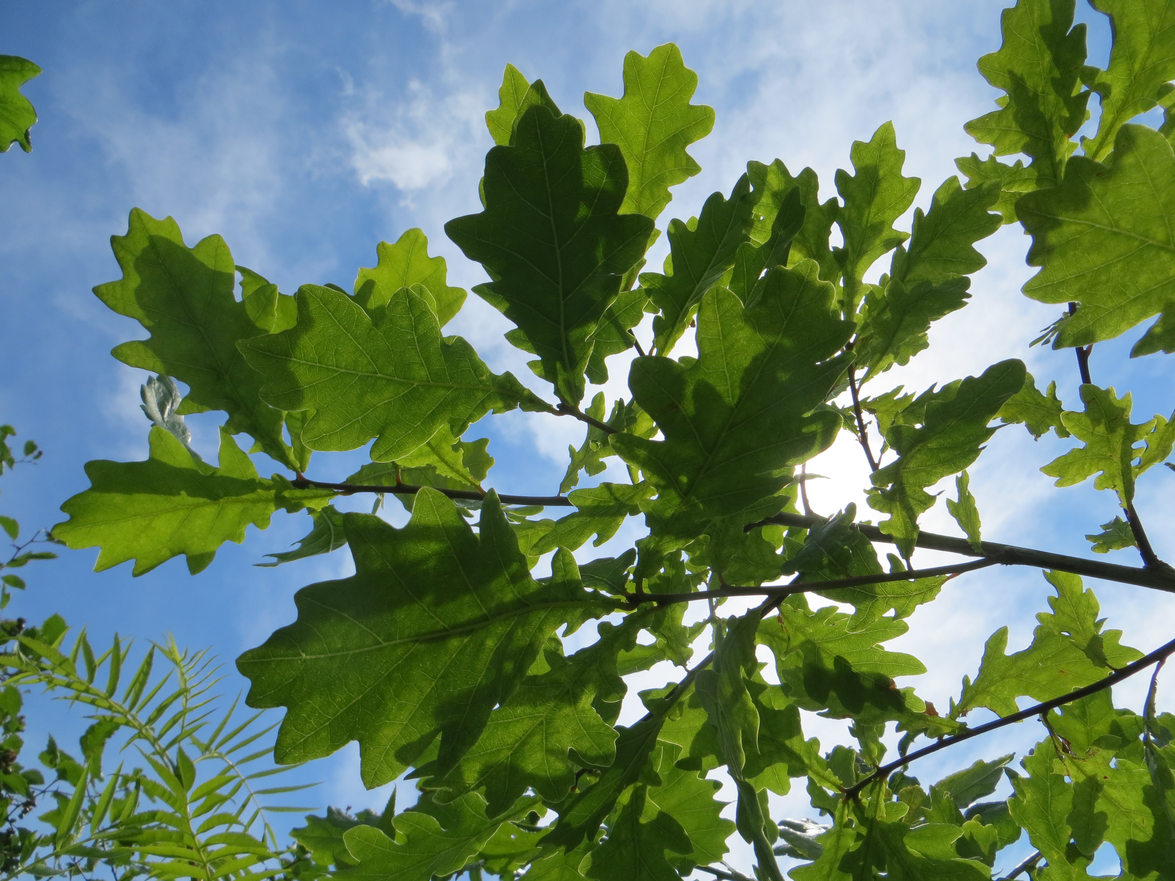 Quercus robur TAMMI VI