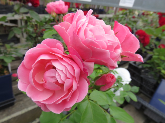 'Bailando' BUKETTROS Rosa