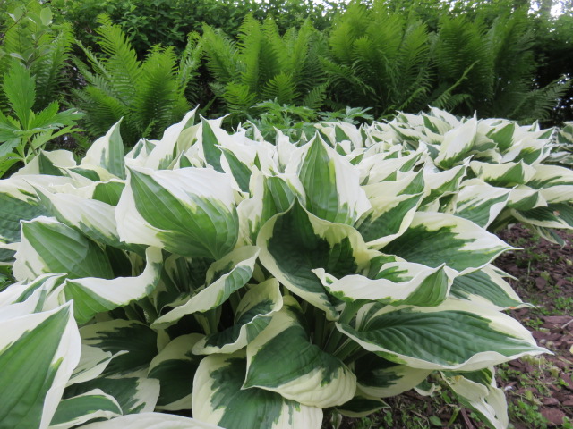 Hosta 'Patriot' KOMEAKUUNLILJA Laventelinsininen