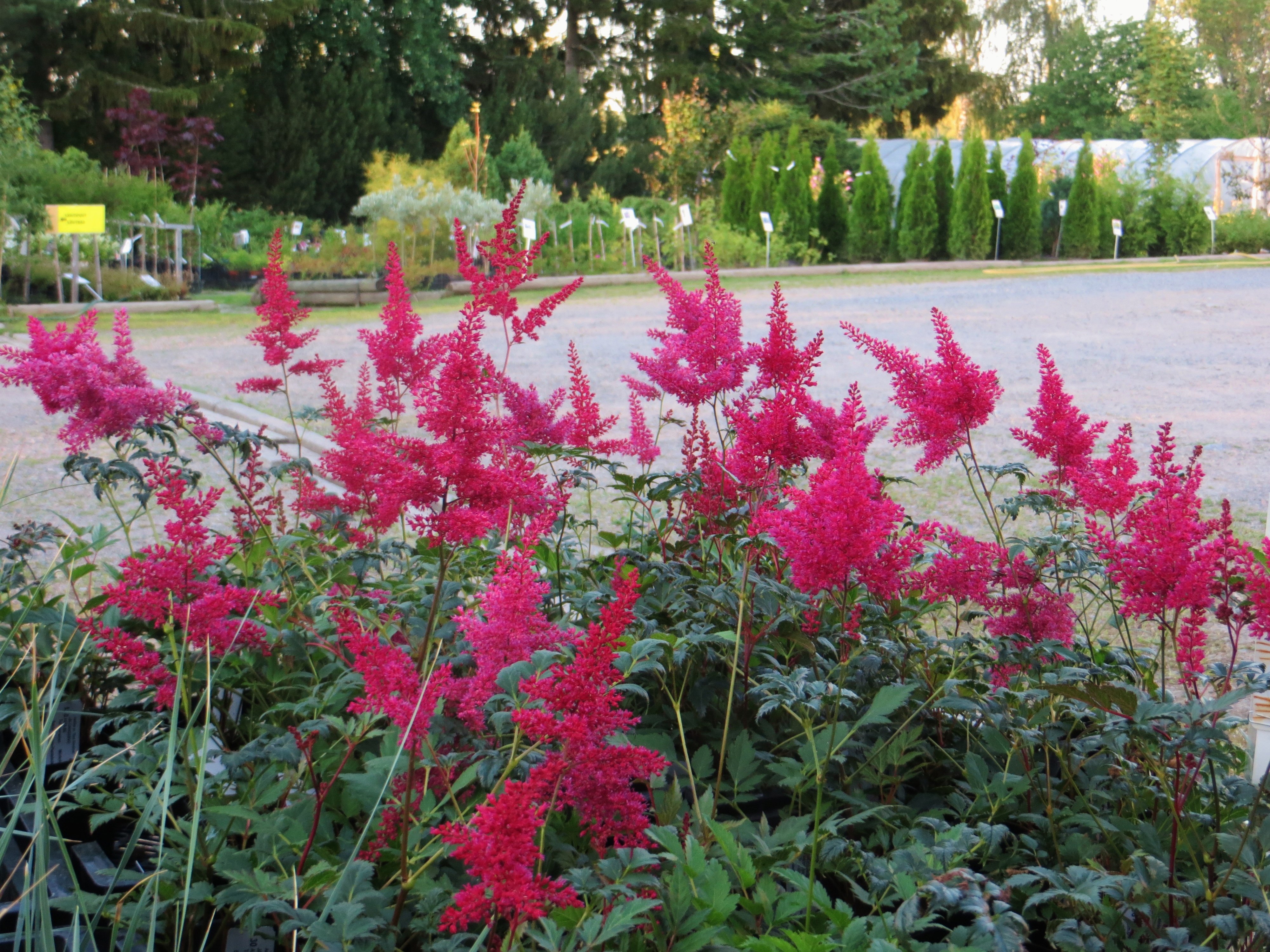 Astilbe jap. 'Fanal' JAPANIN JALOANGERVO Tum.punainen