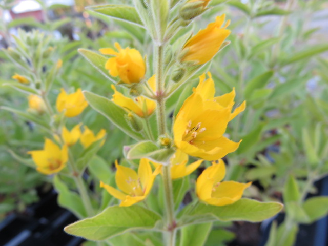 Lysimachia punctata TARHA-ALPI Keltainen