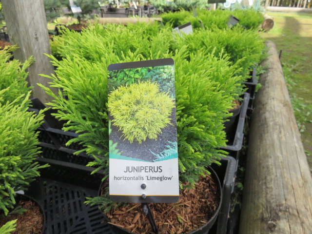 Juniperus hor. `Lime Glow' KELTAMALJAKATAJA III-IV