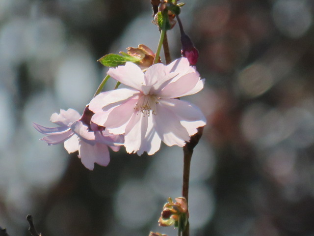 Prunus sargentii RUSOKIRSIKKA II-III