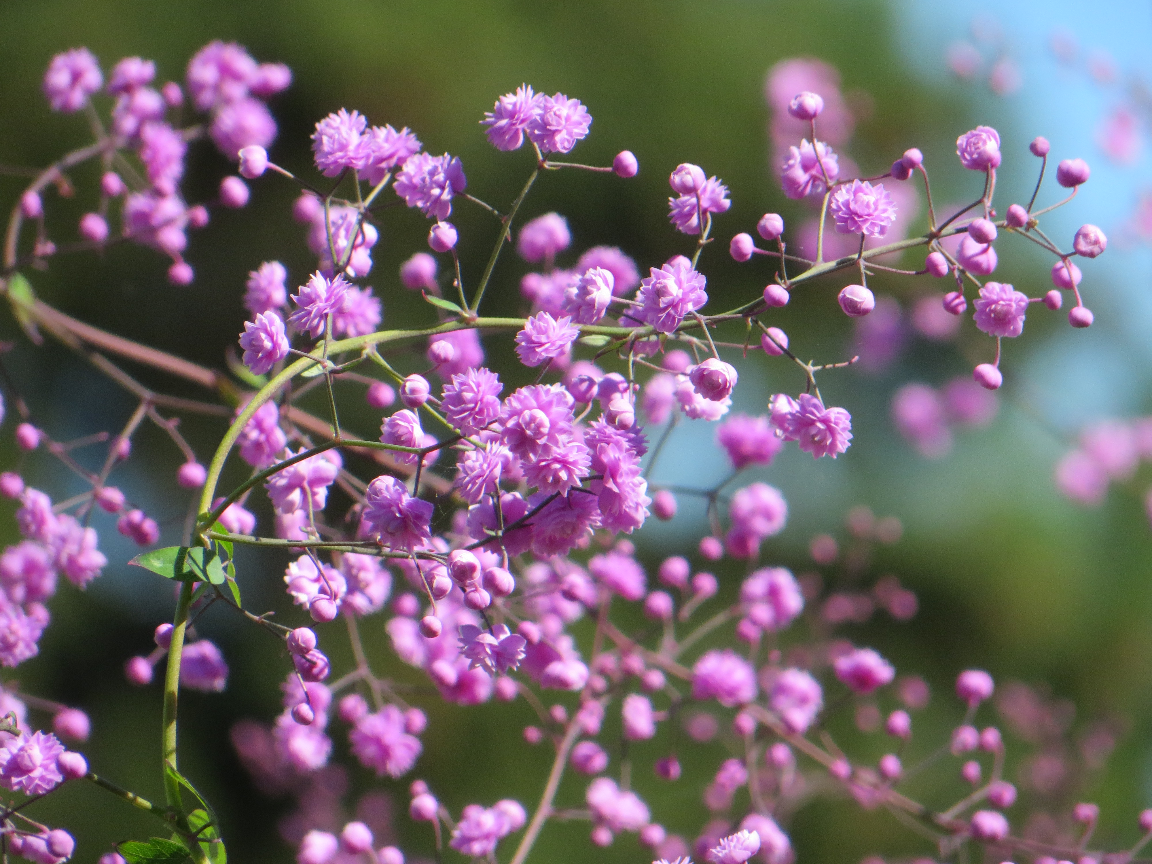 Thalictrum del. 'Hewitt's Double' JALOÄNGELMÄ Vaaleanvioletti