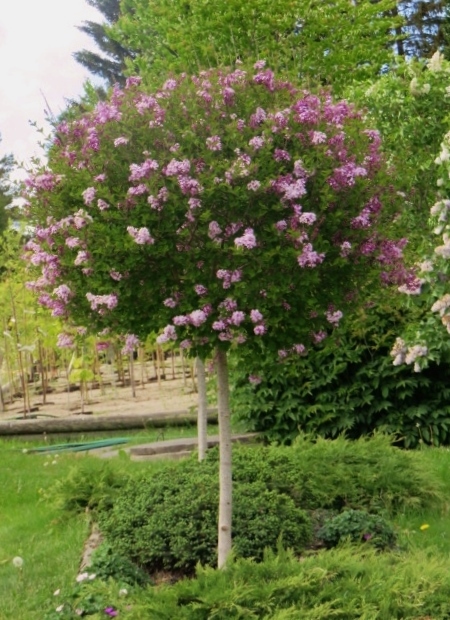 Syringa meyeri 'Palibin' DVÄRGSYREN IV