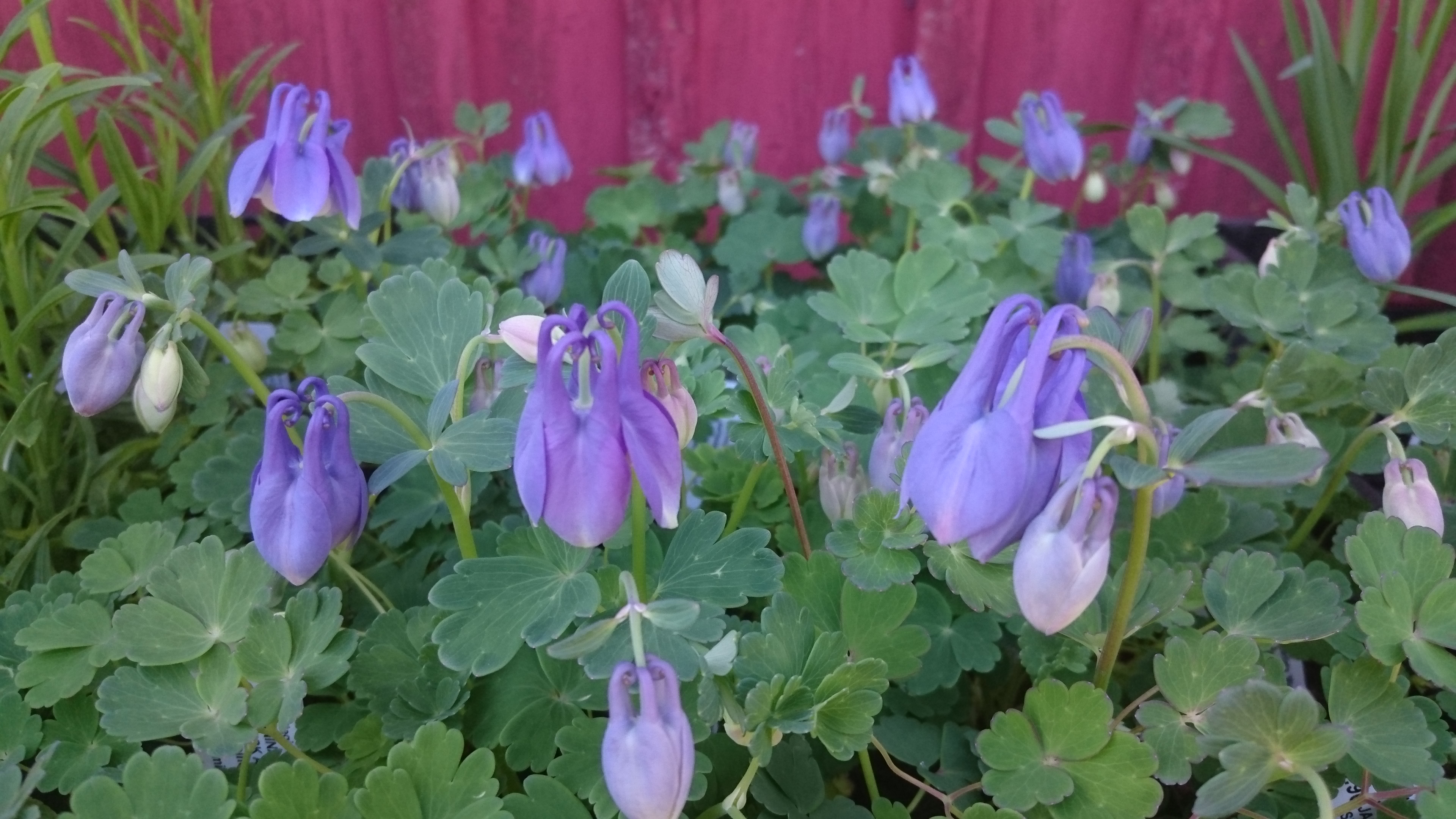 Aquilegia flabellata 'Ministar' KÄÄPIÖJAPANINAKILEJA Sinivalkoinen