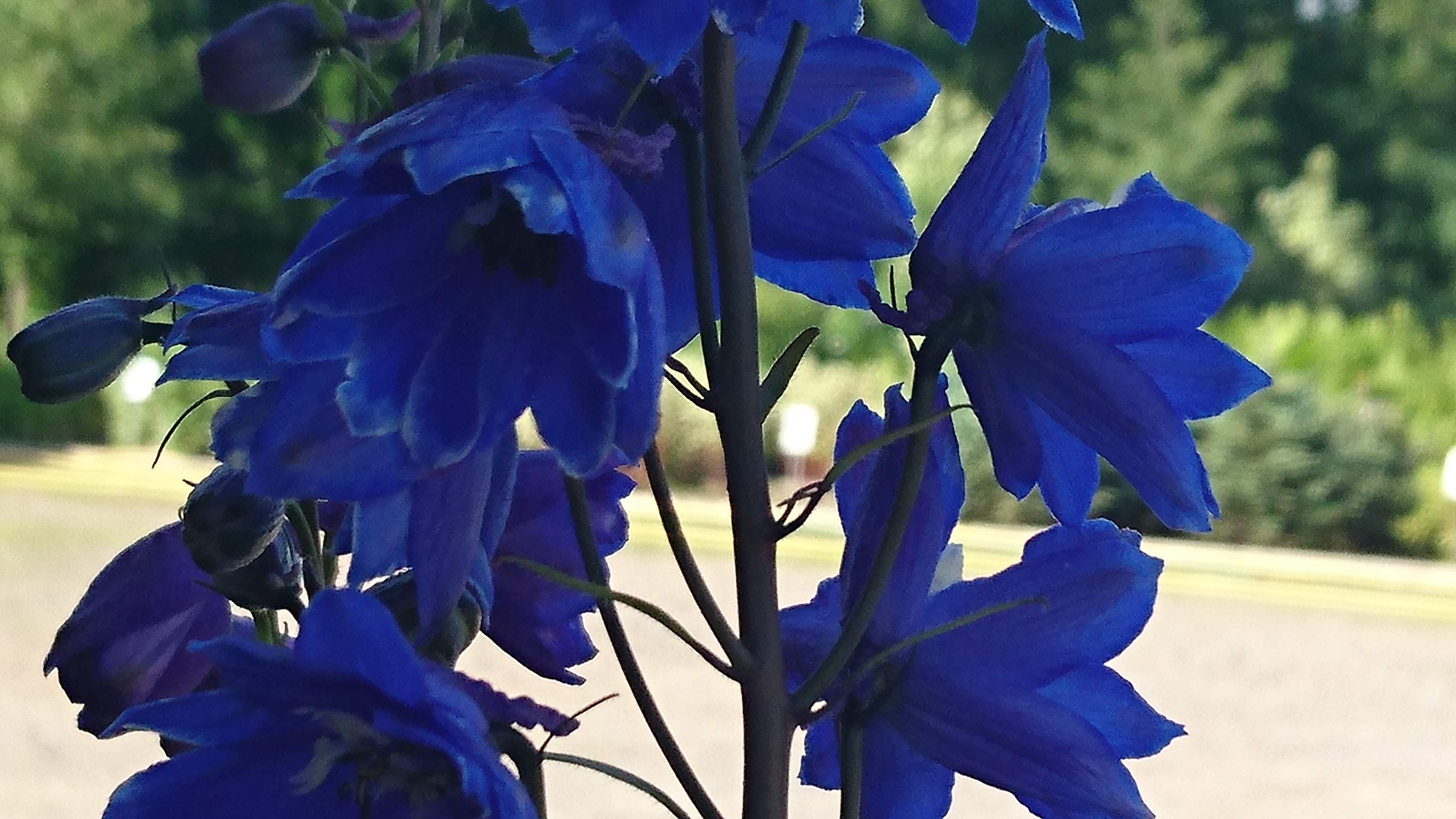 Delphinium pac.'Black Knight' JALORITARINKANNUS Tummansininen 
