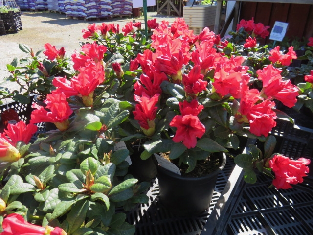 Rhododendron 'Scarlet Wonder' REVRODODENDRON III