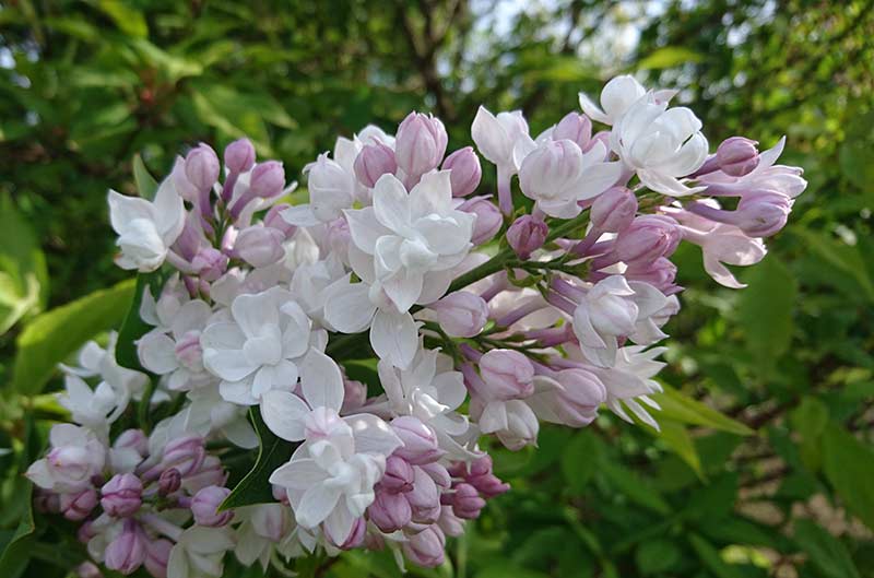 Syringa vulg. 'Beauty of Moscow' JALOSYREENI IV