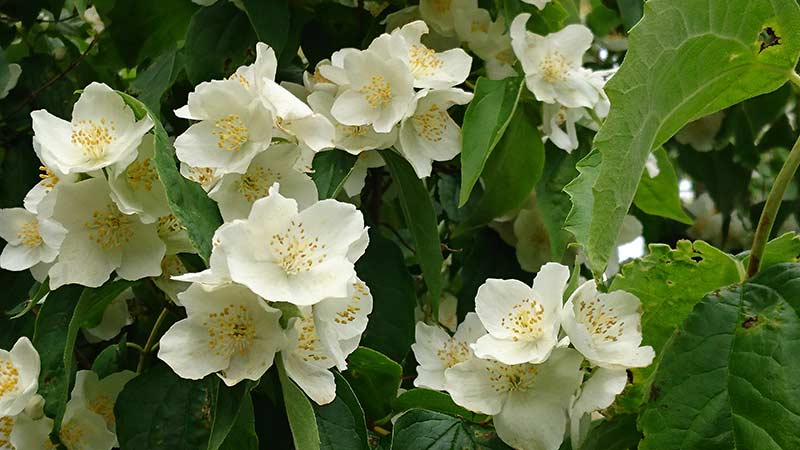 Philadelphus coronarius LUKTSCHERSMIN IV