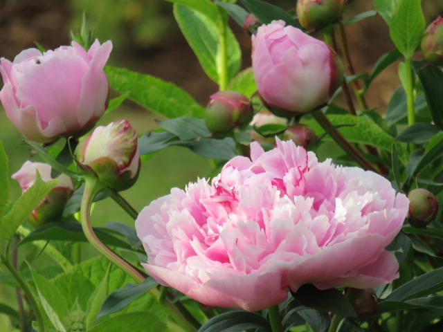 Paeonia lac. 'Sarah Bernhardt' JALOPIONI (KIINANPIONI) Vaaleanpun.