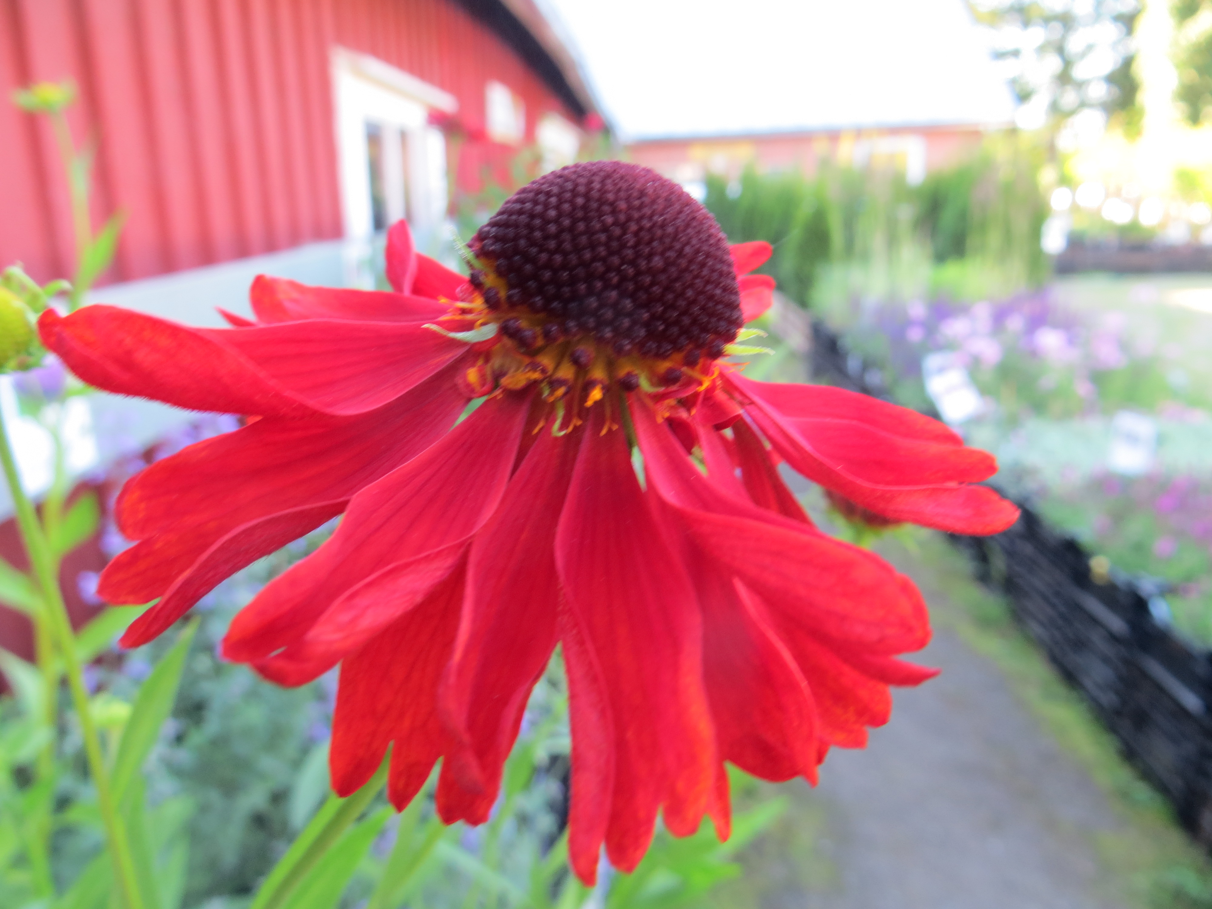 Helenium 'Moerheim Beauty' SOLBRUD Roströd 