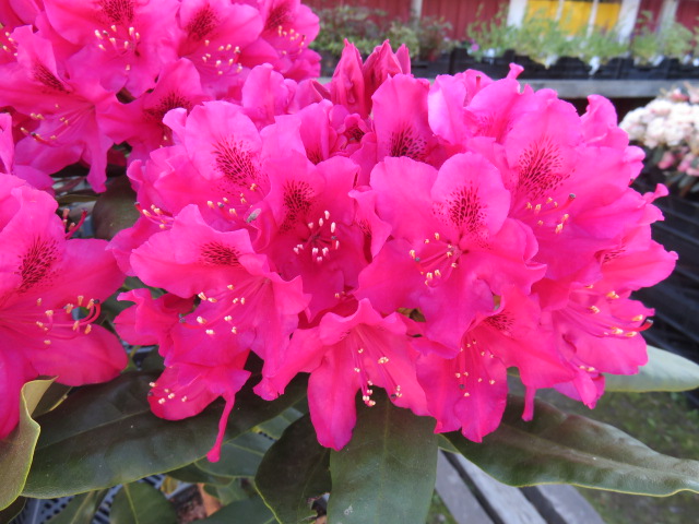 Rhododendron 'Nova Zembla' PARKRODODENDRON II-III
