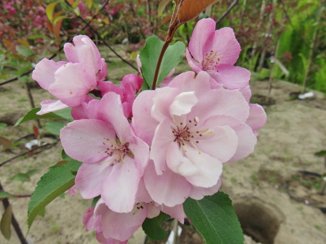 Malus 'Aamurusko' PURPPURAOMENAPUU IV