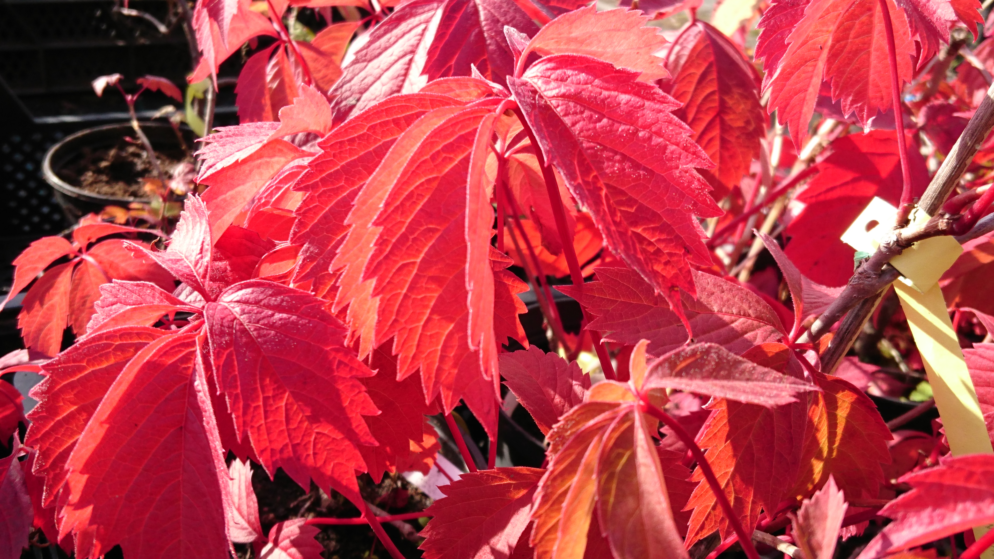 Parthenocissus inserta TAVALLINEN VILLIVIINI 