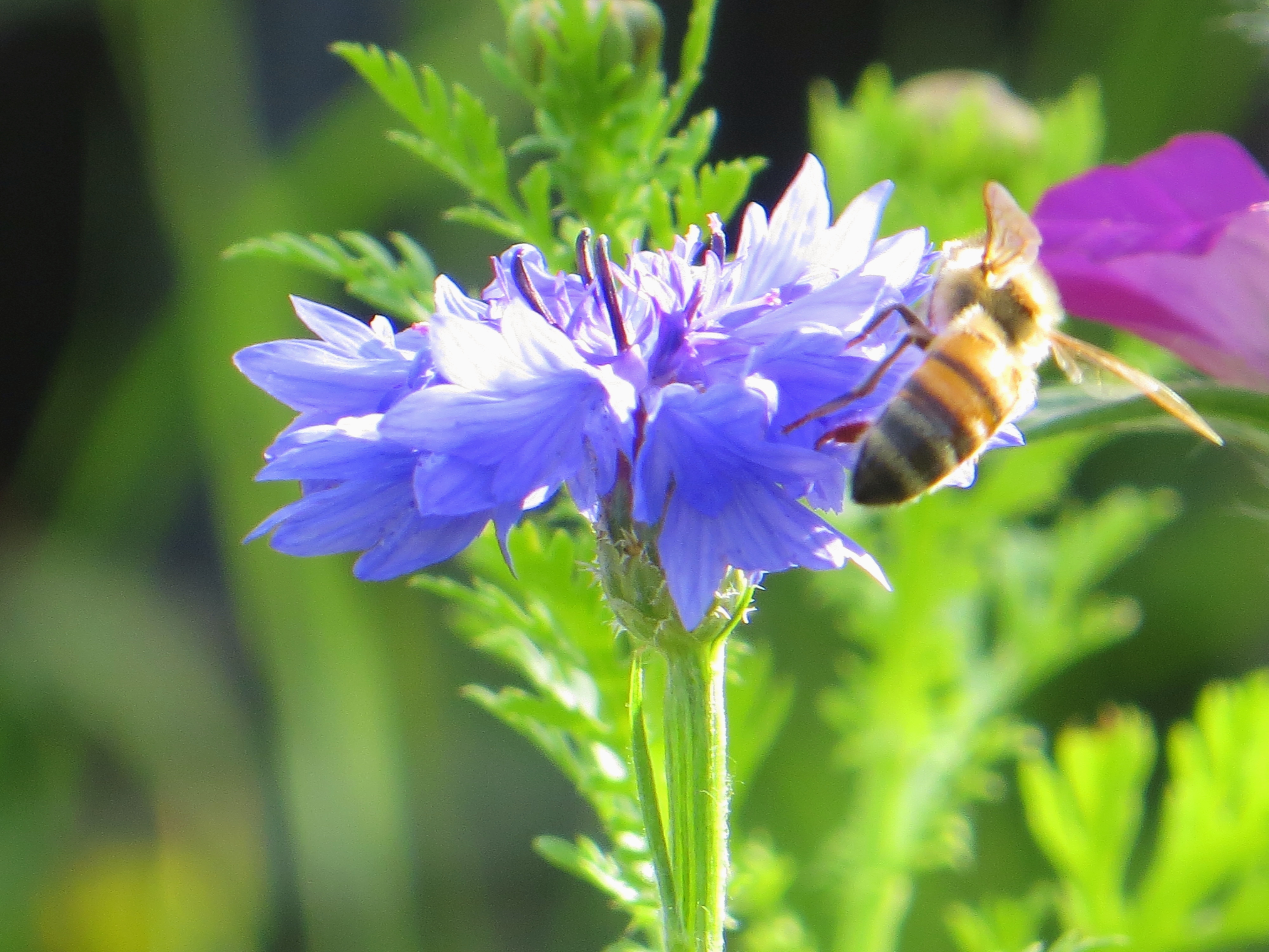 Nelson Garden BLOMMOR FÖR NYTTOINSEKTER 20 g