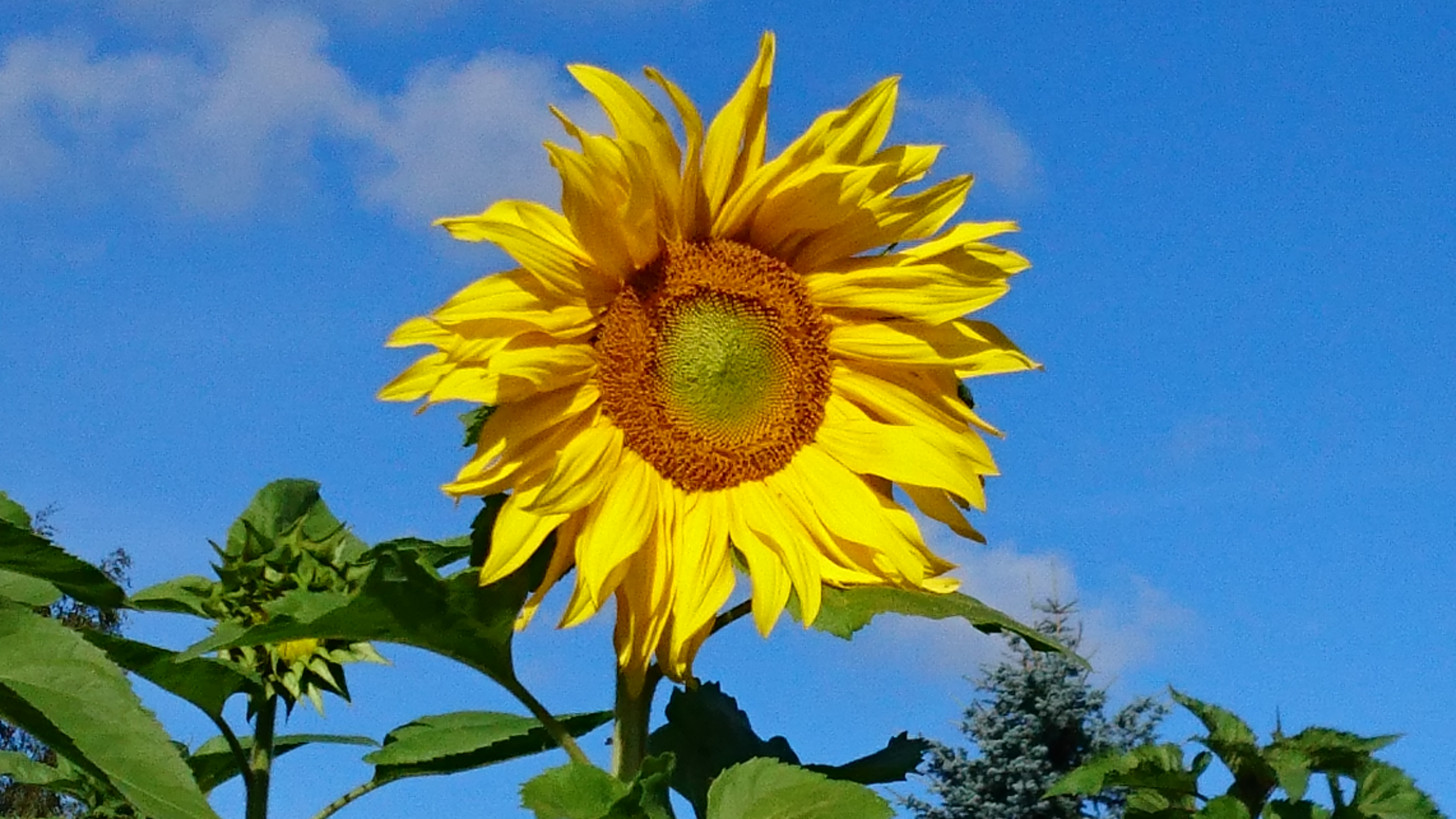 Nelson Garden Auringonkukka siemen 'Uniflorus' 250 g
