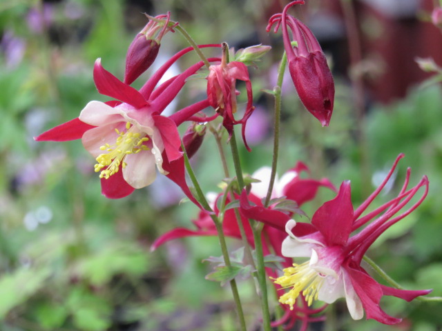 Aquilegia 'Crimson Star' PASTELLAKLEJA Rödvit 