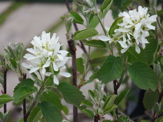 Amelanchier spicata HÄGGMISPEL VIIl