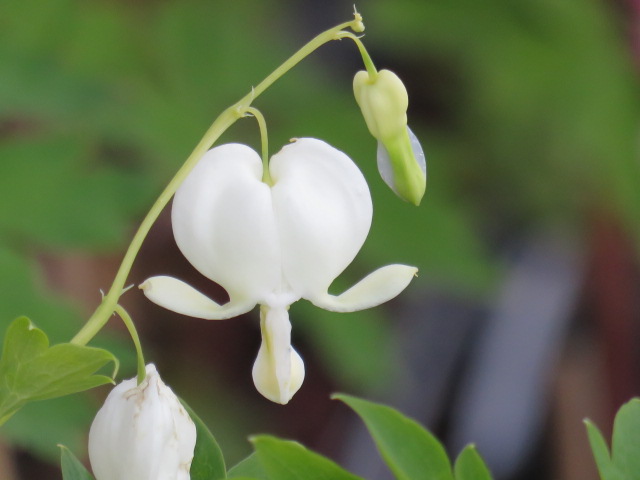 Lamprocapnos spectabilis 'Alba' SÄRKYNYTSYDÄN Valkoinen