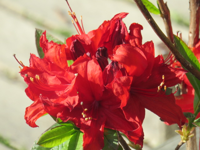Rhododendron 'Nabucco' TRÄDGÅRDSAZALEA III