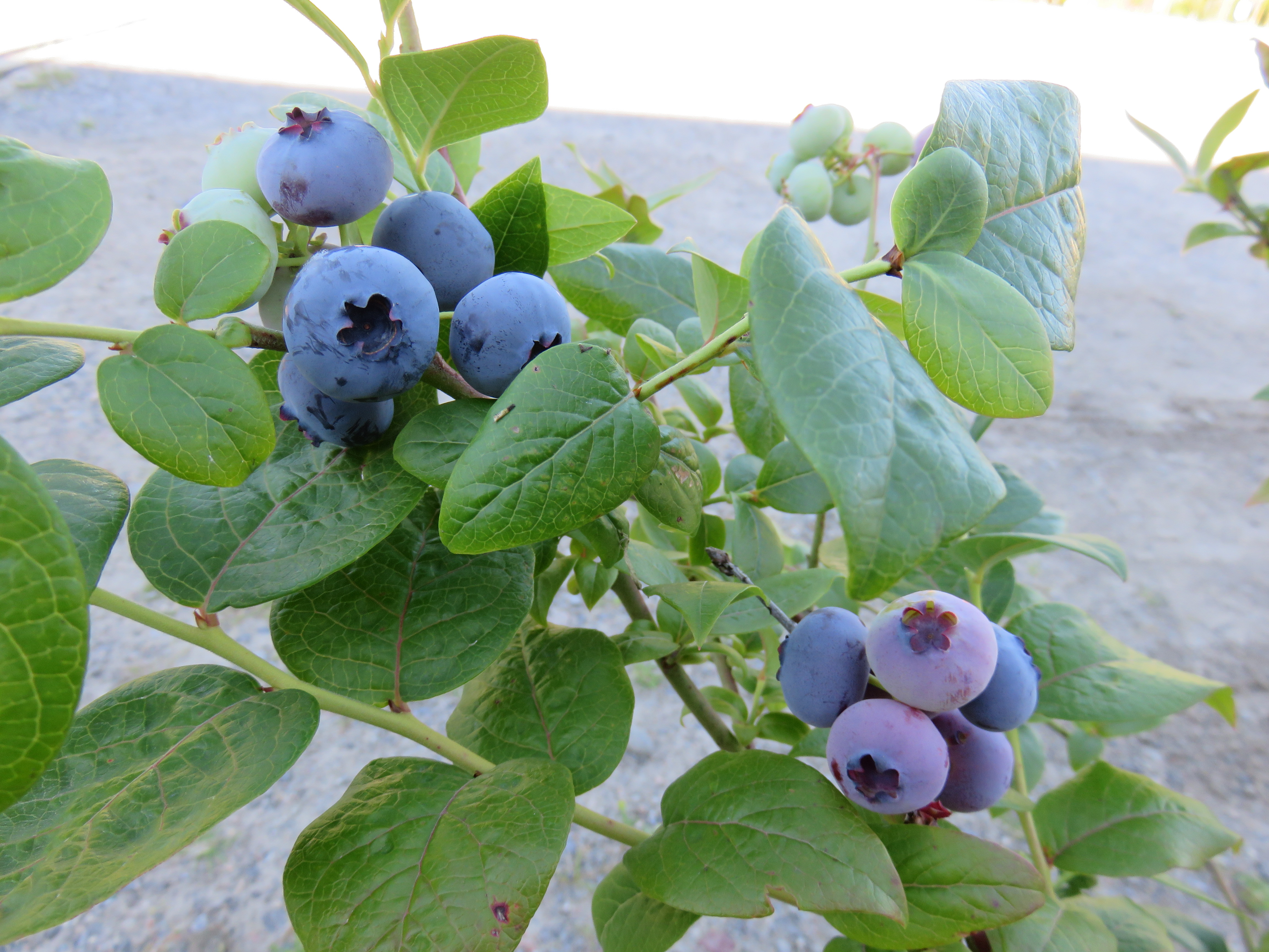 Vaccinium corymb. 'Northblue' AMERIKANSKT BLÅBÄR IV