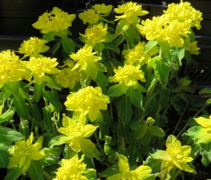 Euphorbia polychroma 'Senior' KULTATYRÄKKI Keltainen