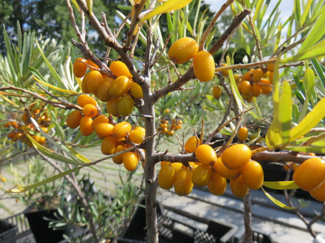 Hippophae rhamnoides 'Terhi' HAVTORN, HONPLANTAVI