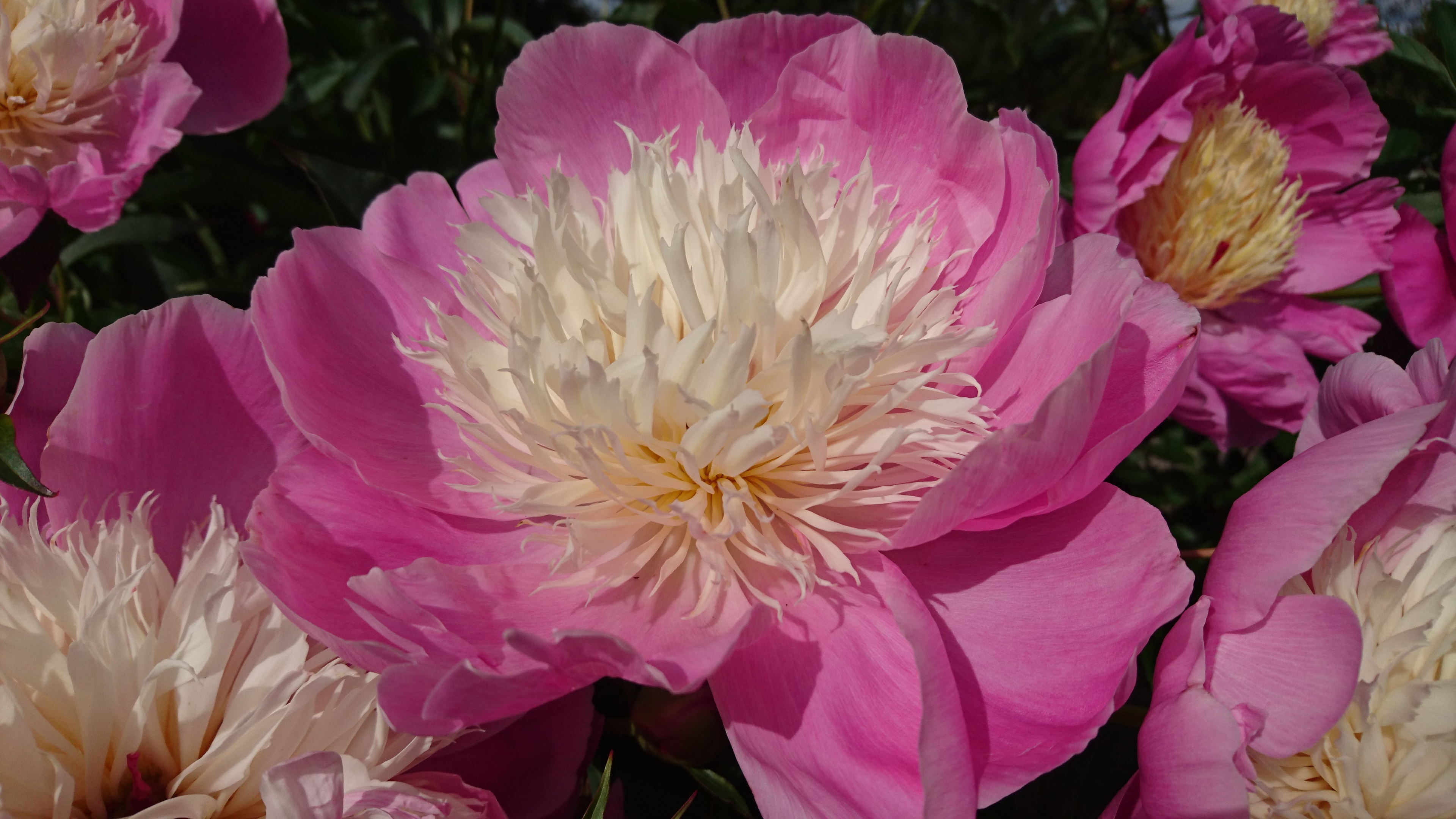 Paeonia lac. 'Bowl of Beauty' JALOPIONI (KIINANPIONI) Vaal.pun/kellanvalk.