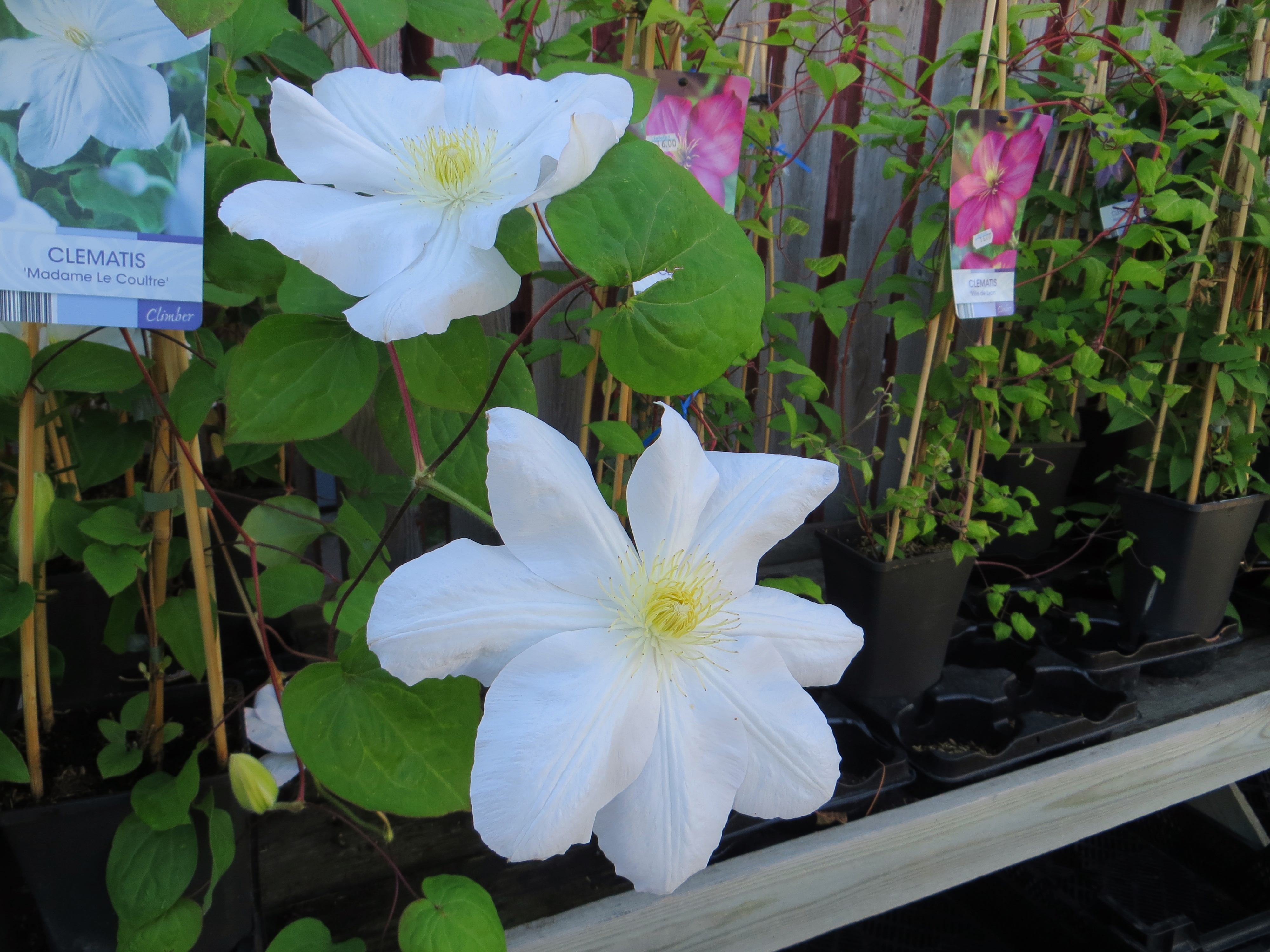 Clematis 'Mme Le Coultre' LOISTOKÄRHÖ Valkoinen